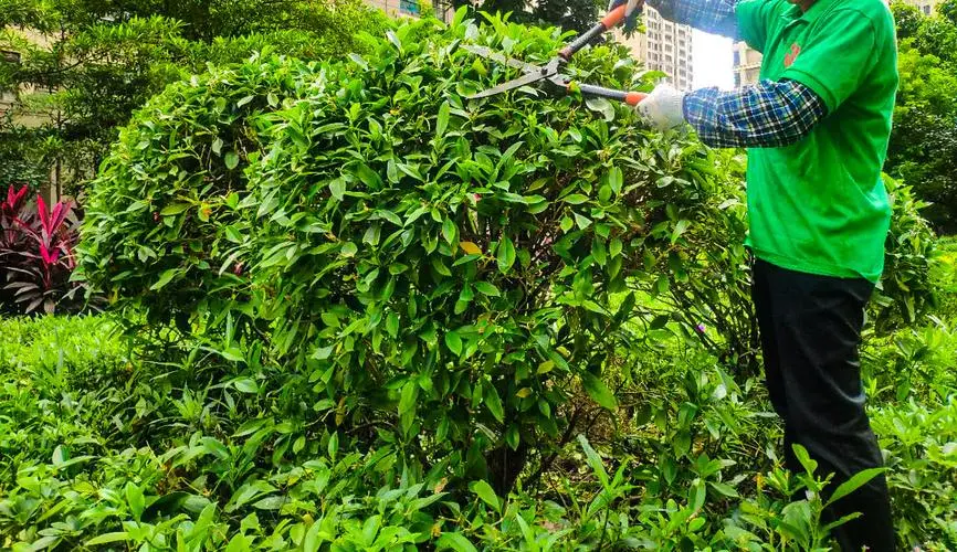 绿化工程常识有哪些知识点