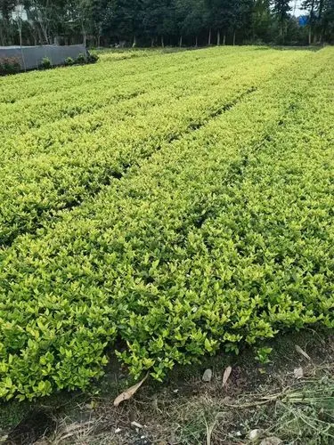 济南鲁丰园林绿化工程